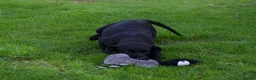 Labrador Retriever dogs for sale: KC reg black bitch . Health tested parents. - Advert 8
