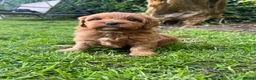 Cavapoo dogs for sale: Ready now, 1 Cavapoo puppy - Advert 22
