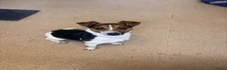 Jack Russell dogs for sale: Jack russel girl - Advert 1