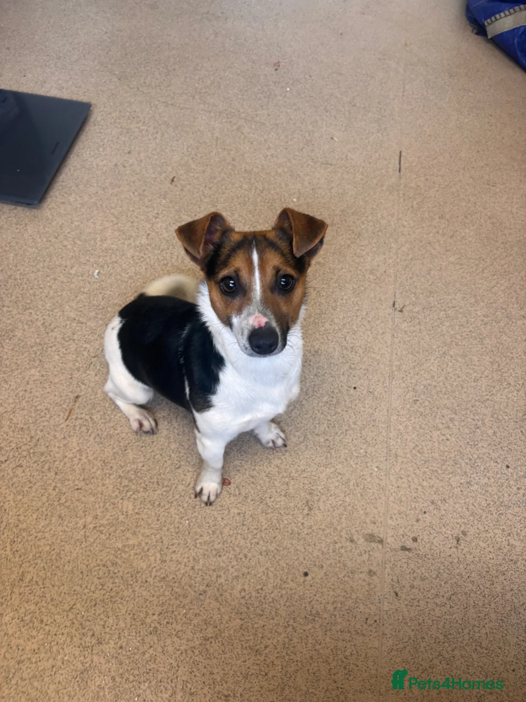 Jack Russell dogs for sale: Jack russel girl - Advert 1