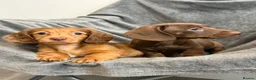 Miniature Dachshund dogs for sale: Long haired Miniature dachshund  - Advert 26