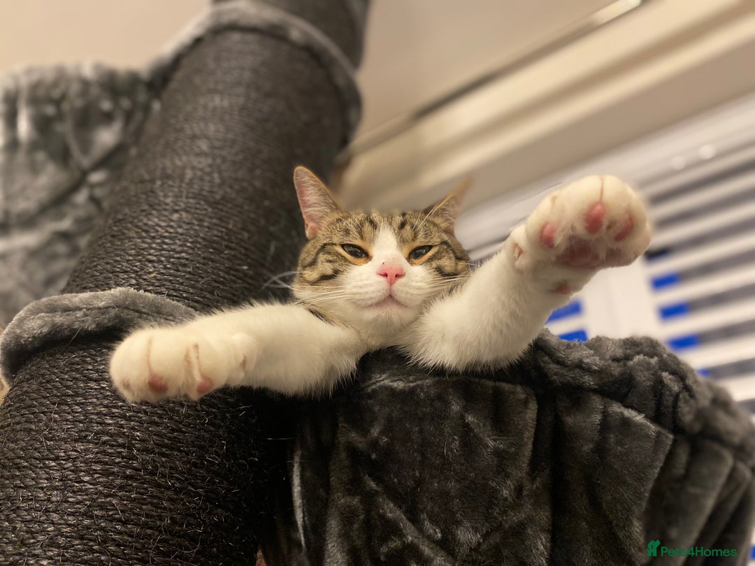 Domestic Shorthair cats for sale: Tabby and white loving male cat Milo - Image 4