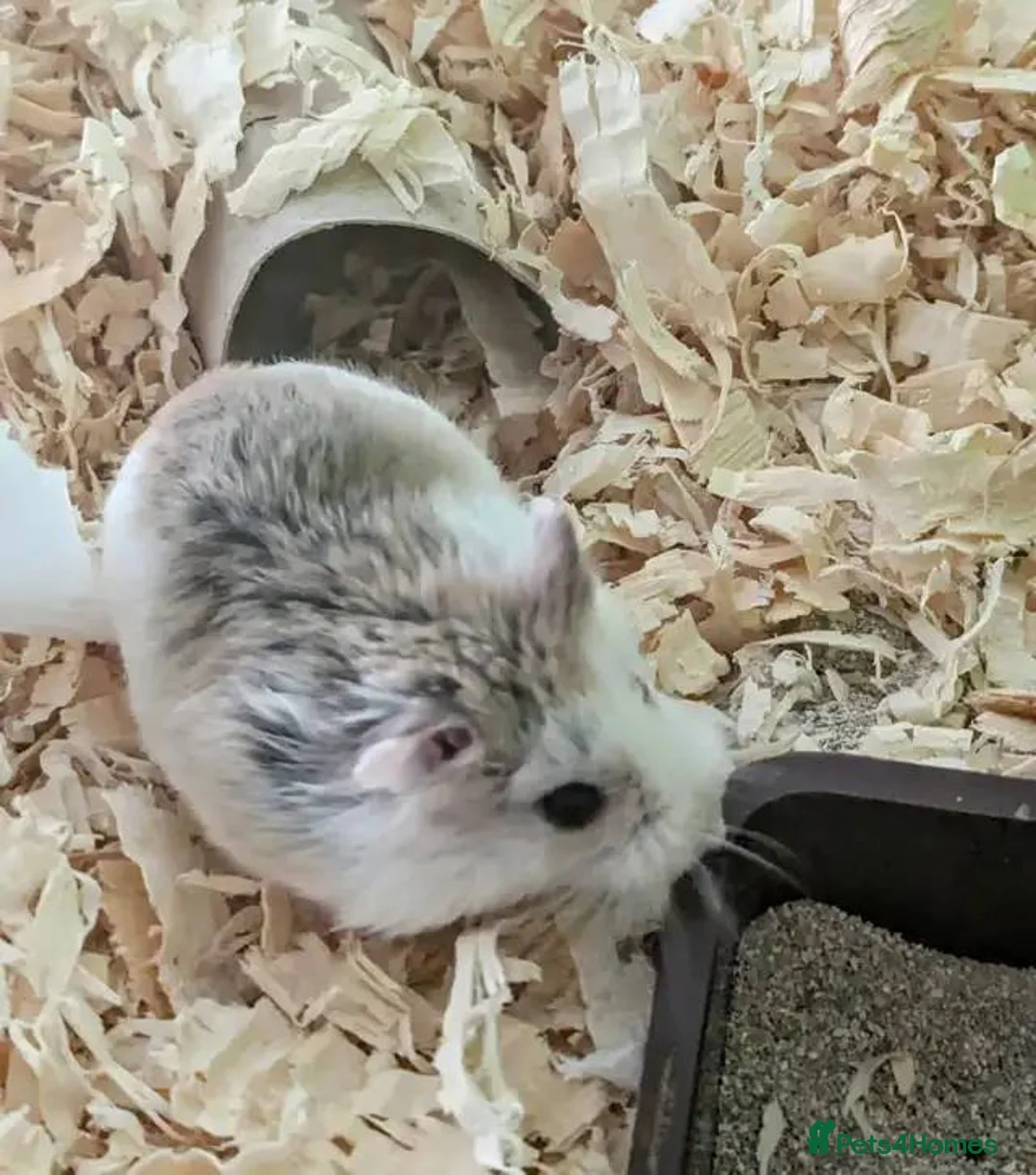 Hamster rodents for sale: 12 Month Old Robo Hamsters Looking for Loving Home - Advert 4