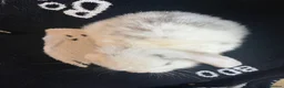 Mini Lop rabbits for sale: 🐰 Mini Lops Ready to Leave 🐰 - Advert 8