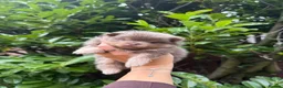 Pomeranian dogs for sale: KC micro Russian bloodlines Pomeranian puppies - Advert 11
