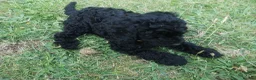 Poodle dogs for sale: Miniature poodle black excellent breeding in Christchurch - Advert 3
