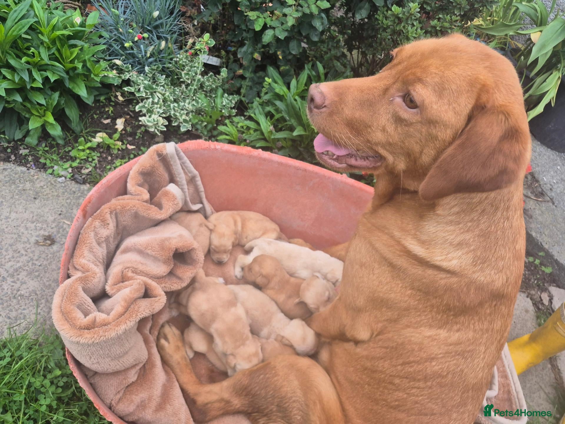 Labrador Retriever dogs 🐾 Labrador Puppies – Fox Red & Golden 🐾 - Advert 1
