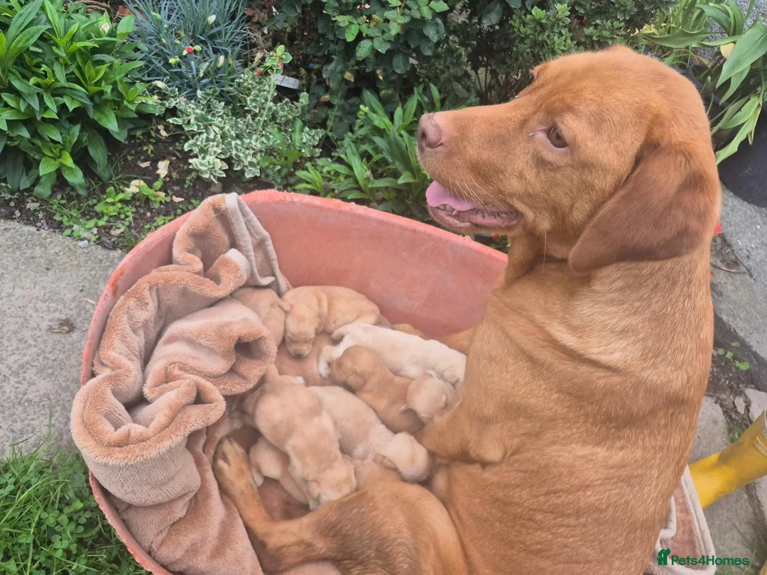 Labrador Retriever dogs for sale: 🐾 Labrador Puppies – Fox Red & Golden 🐾 - Advert 1