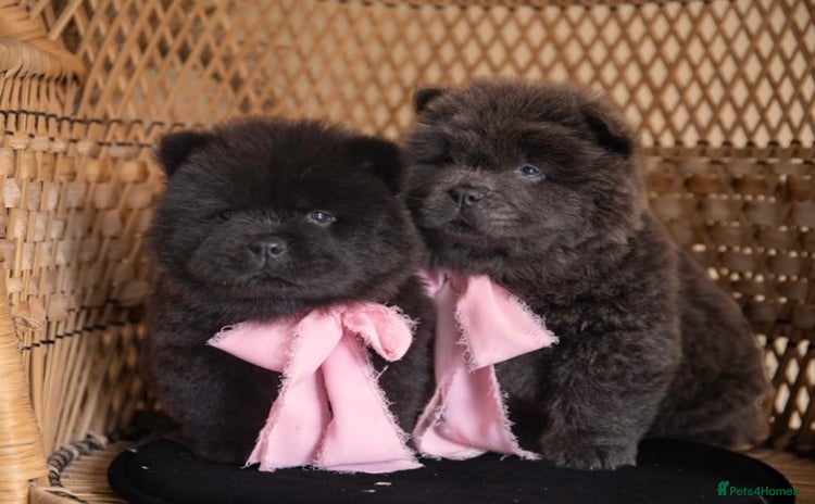 Chow Chow dogs - Advert 16