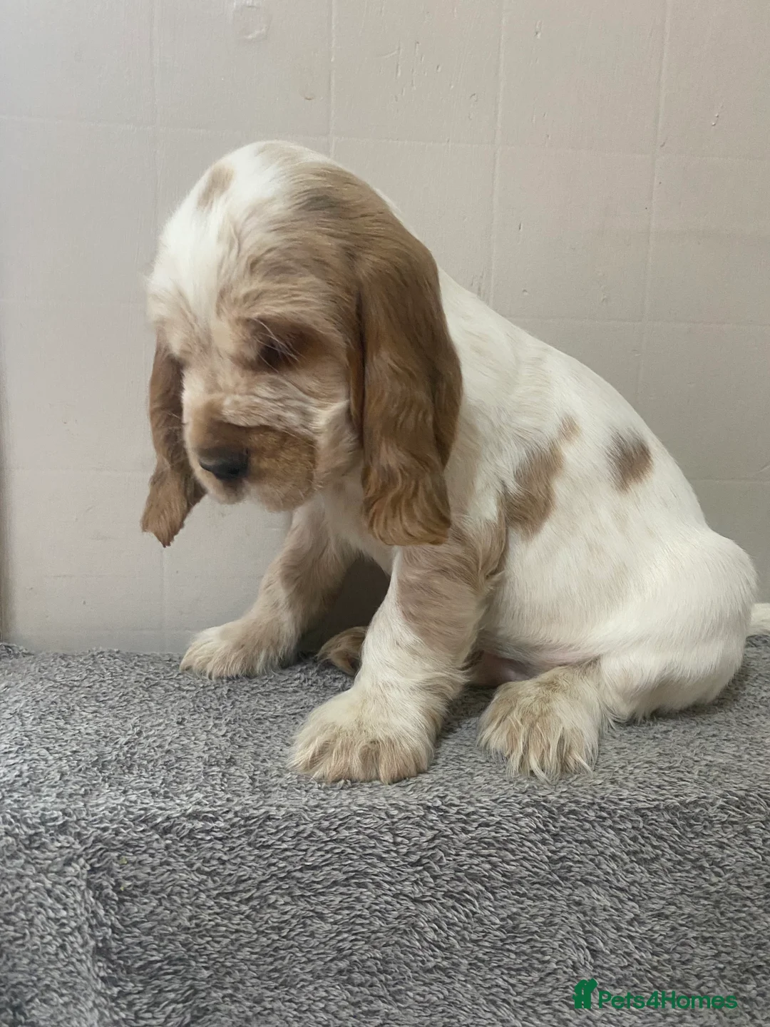 Cocker Spaniel dogs for sale: ‘Show Type’ Cocker Spaniel Puppies. KC Registered. - Advert 14