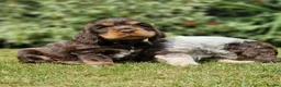 Cocker Spaniel dogs for sale: Gorgeous KC reg Show type cockers in Manchester - Advert 12
