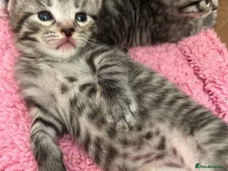 Russian Blue cats - Advert 3