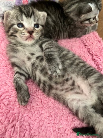 Russian Blue cats - Advert 3