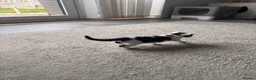 Mixed Breed cats for sale: Beautiful Tortoiseshell & Black & White Kittens - Advert 22
