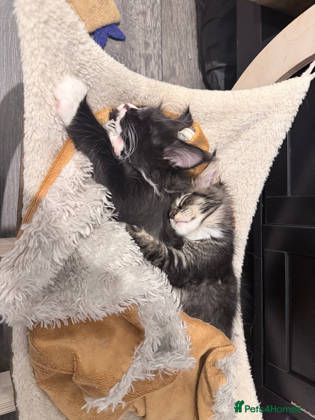 Maine Coon cats for sale: TICA reg adorable Maine Coon baby kittens  - Advert 32