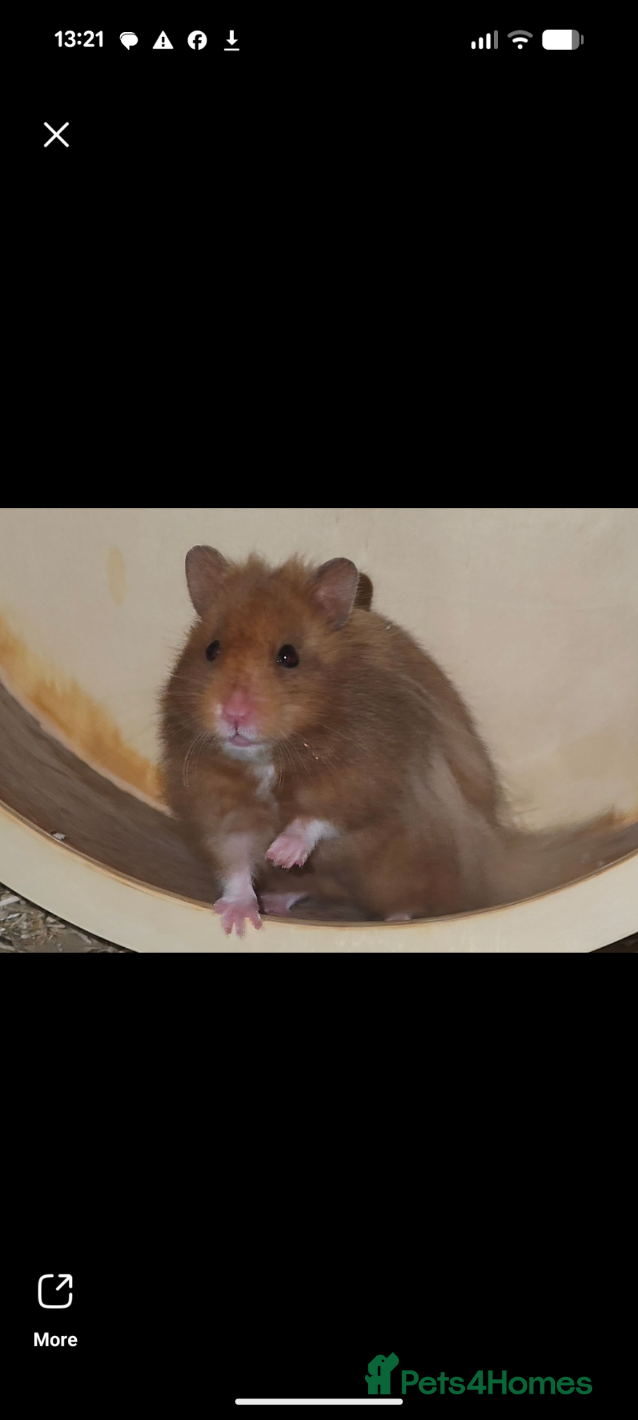 Hamster rodents Friendly Syrian Hamster pups - Advert 2