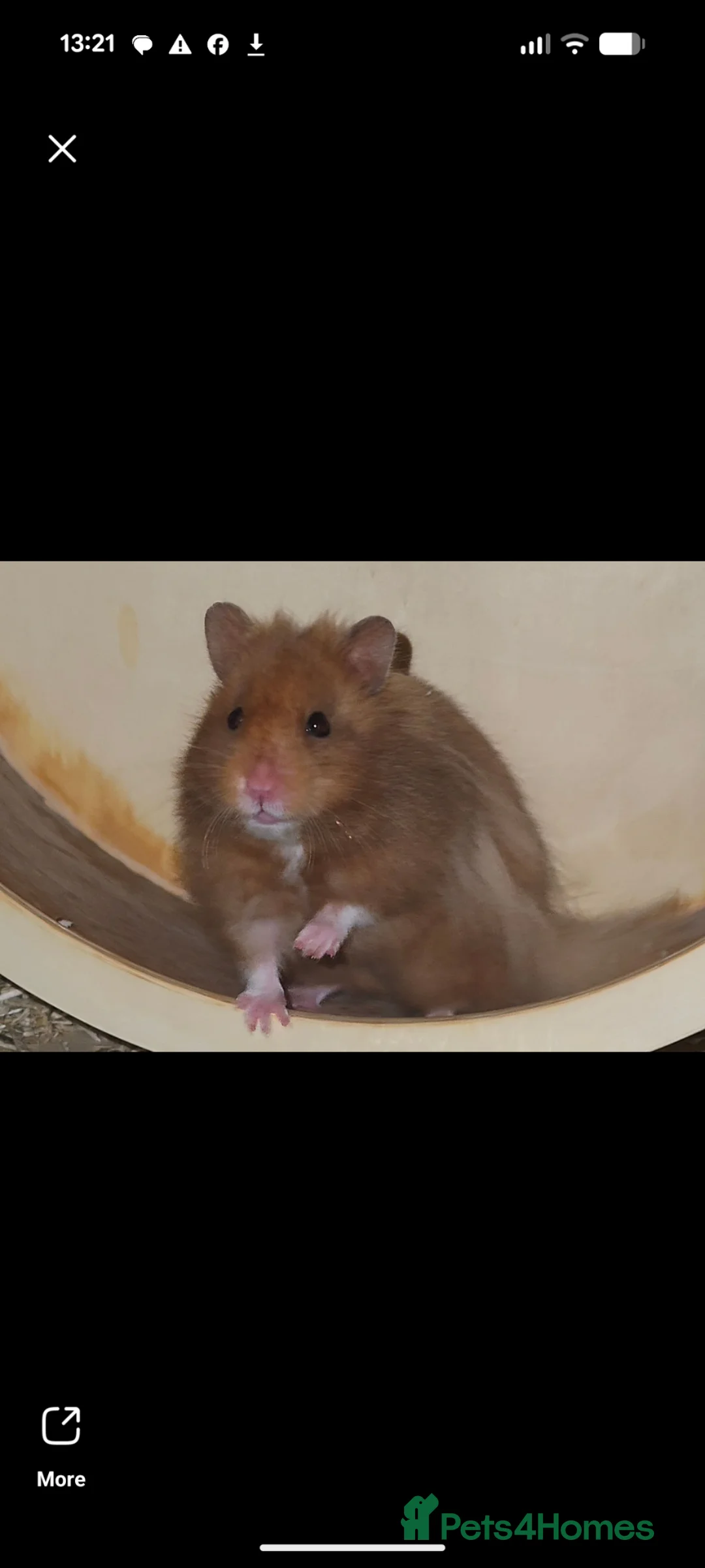 Hamster rodents for sale: Friendly Syrian Hamster pups in Milton Keynes - Advert 2