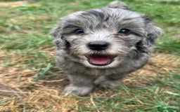 Cockapoo dogs for sale: 🌟 ADORABLE Cockapoo puppies 🌟 ready to leave 🐾 - Image 6