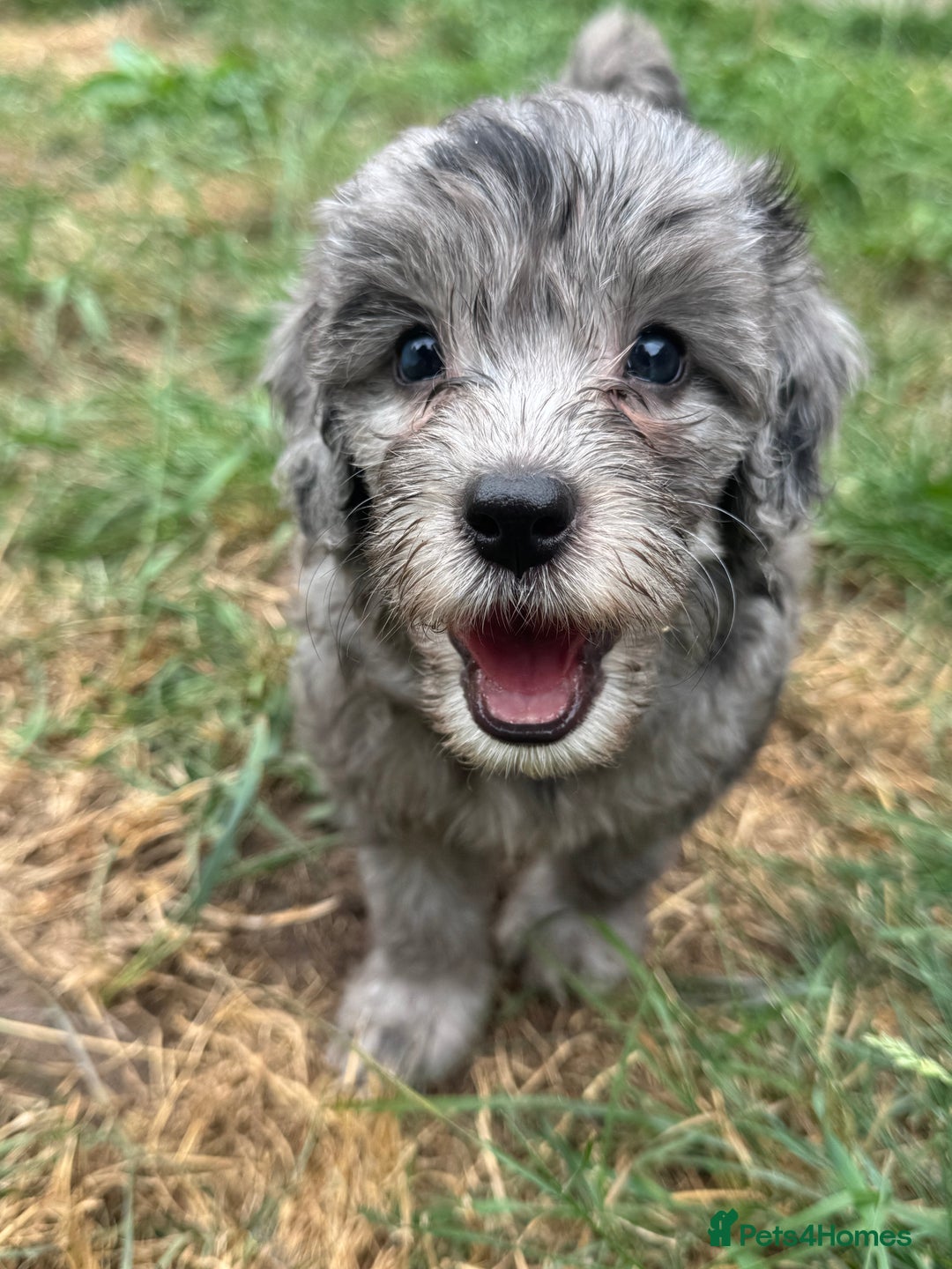 Cockapoo dogs for sale: 🌟 ADORABLE Cockapoo puppies 🌟 ready to leave 🐾 - Image 6
