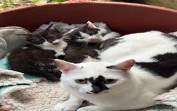 Domestic Shorthair cats for sale: Last 2 beautiful kittens - Image 3