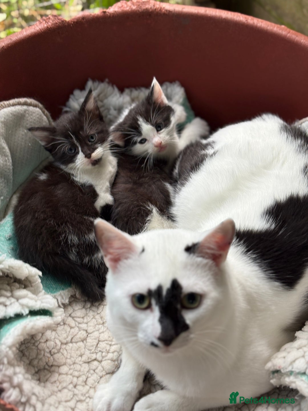 Domestic Shorthair cats for sale: Last 2 beautiful kittens - Image 3