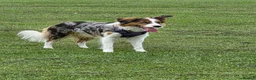 Border Collie dogs for stud: Looking for Stud - Advert 8