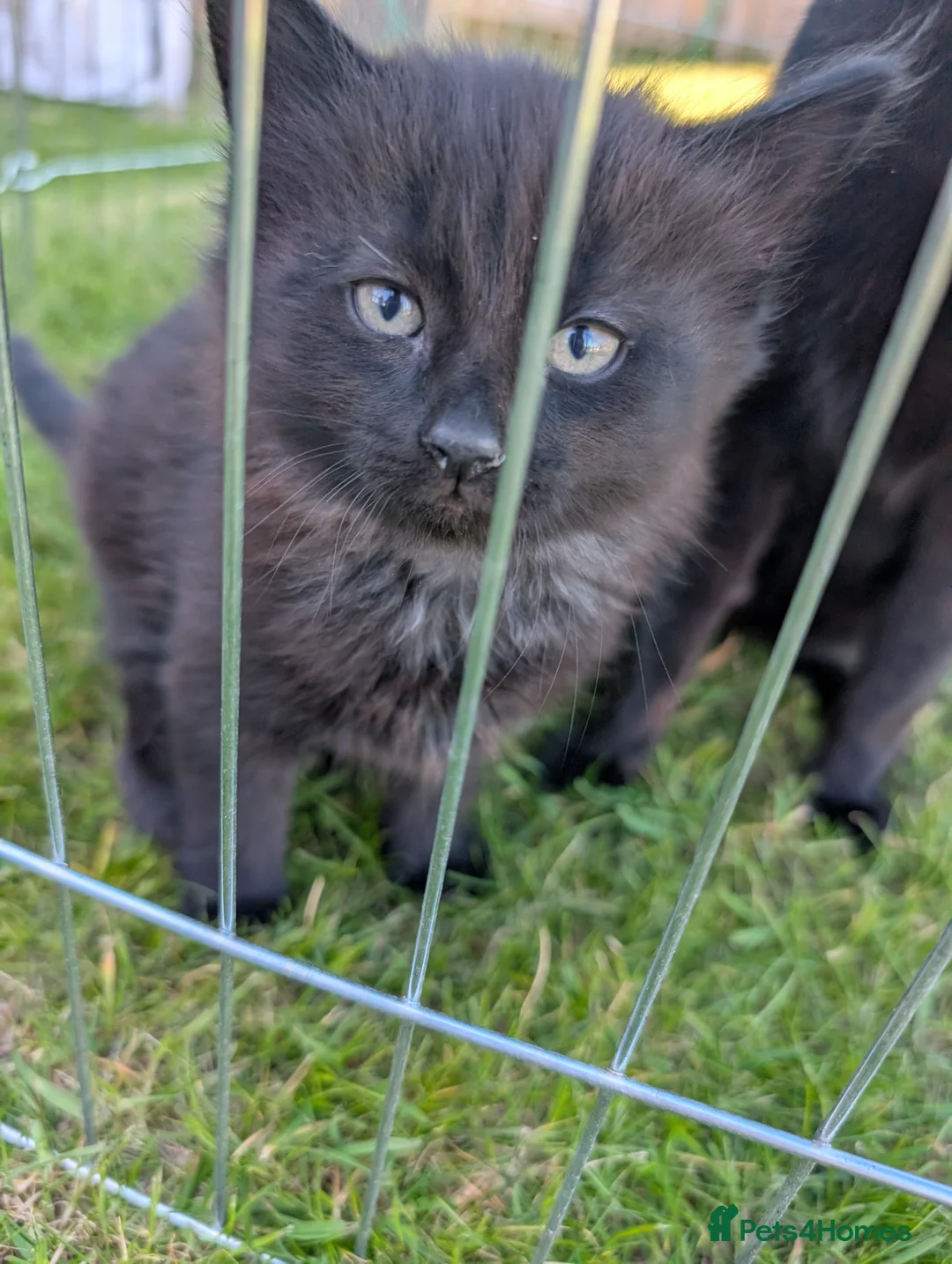 Mixed Breed cats for sale: 2 male mixed breeds - Advert 8