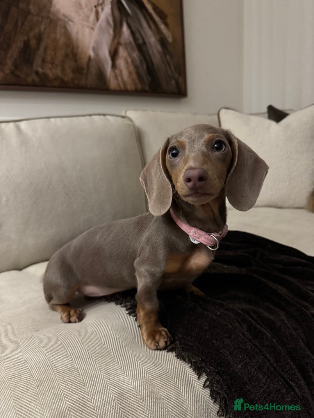 Miniature Dachshund dogs for sale: Beautiful Miniature Dachshund  - Advert 5