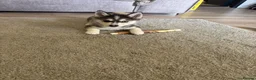 Pomsky dogs for sale: Male husky shadow  - Advert 1