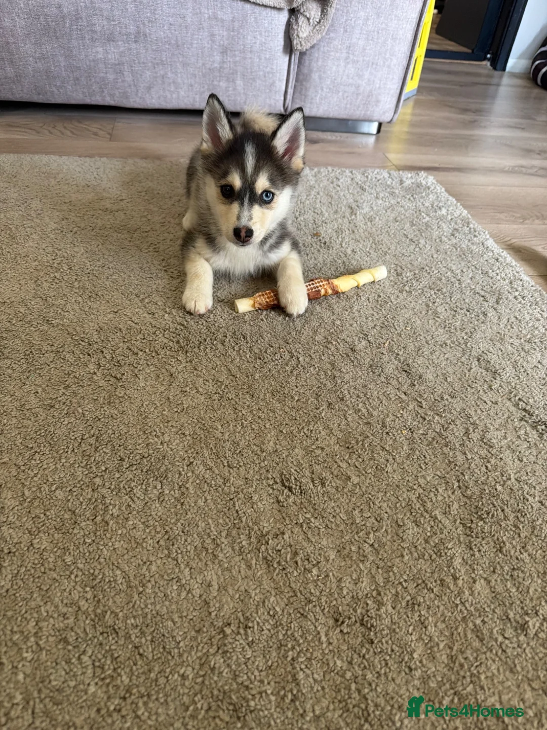 Pomsky dogs for sale: Male husky shadow  - Advert 1