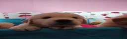Golden Retriever dogs for sale: UKKC Golden Retriever puppies  - Advert 6