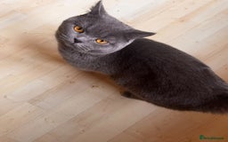 British Shorthair cats for stud: british shorthair stud - Image 2