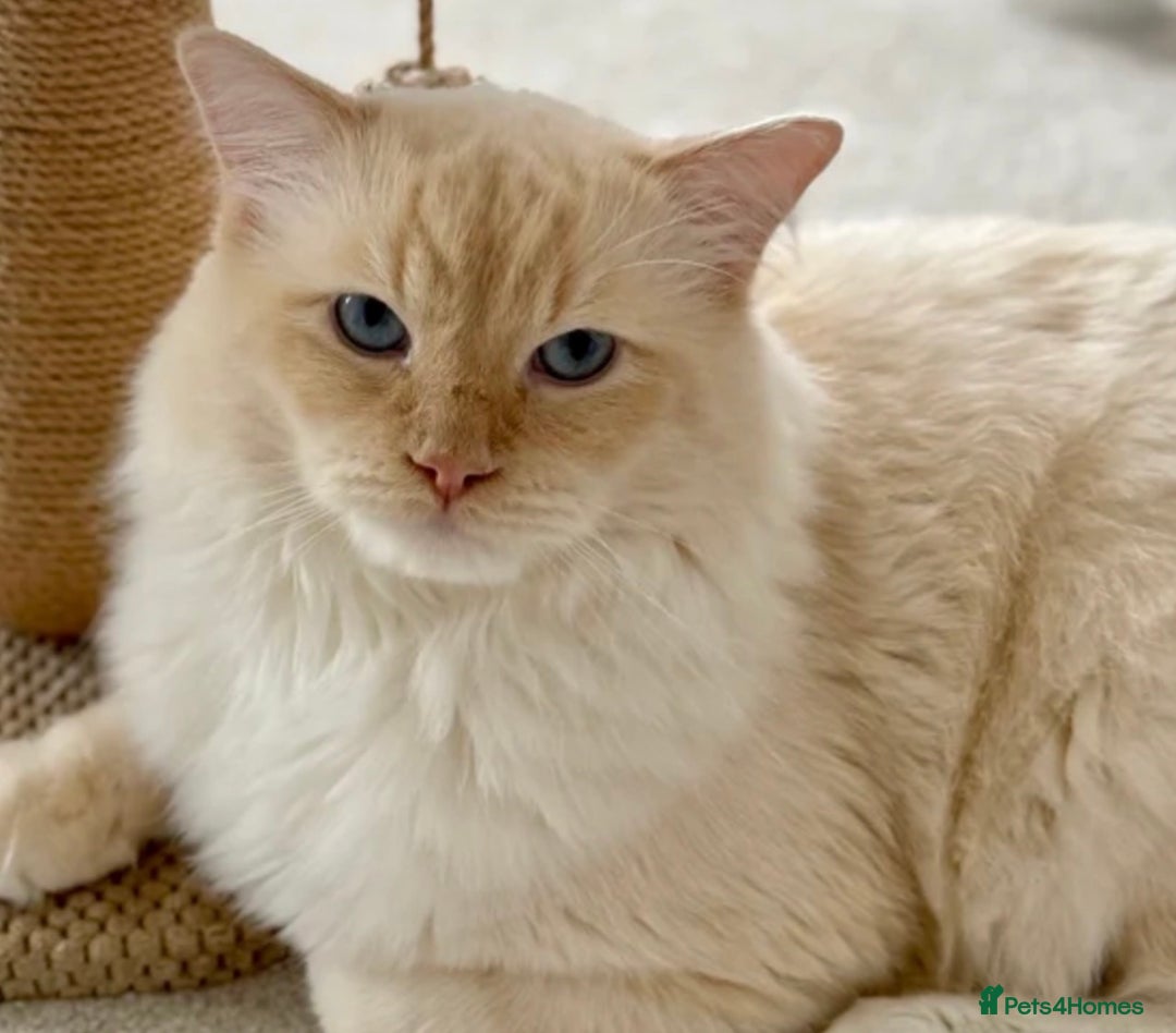 Ragdoll cats for sale: Ragdoll torie/flame/lynx x kittens - Advert 6