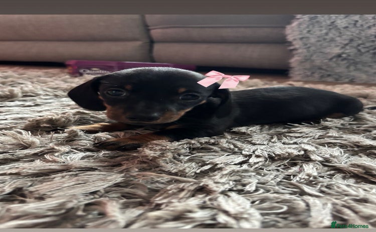Miniature Dachshund dogs - Advert 6