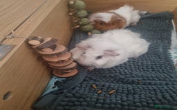 Guinea Pig rodents for sale: 2 male guinea pigs looking for new home - Image 4