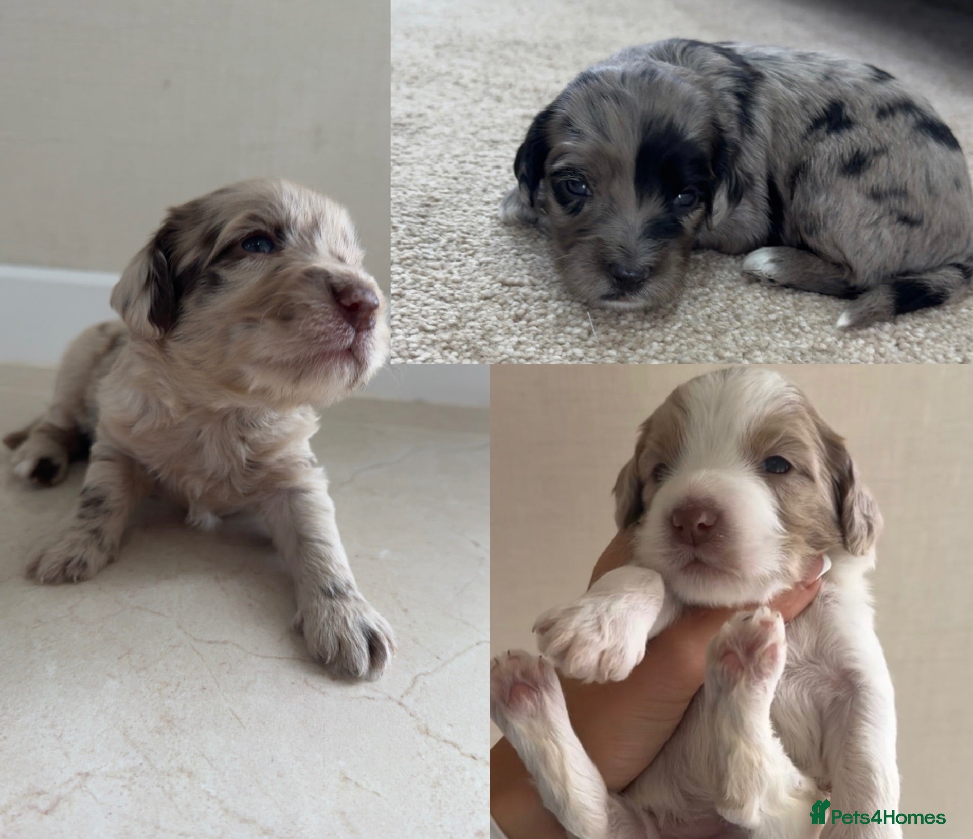 Sproodle dogs Rare Merle Sroodles  - Advert 3