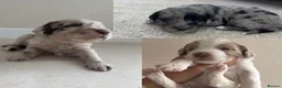 Sproodle dogs for sale: Rare Merle Sroodles  - Advert 1