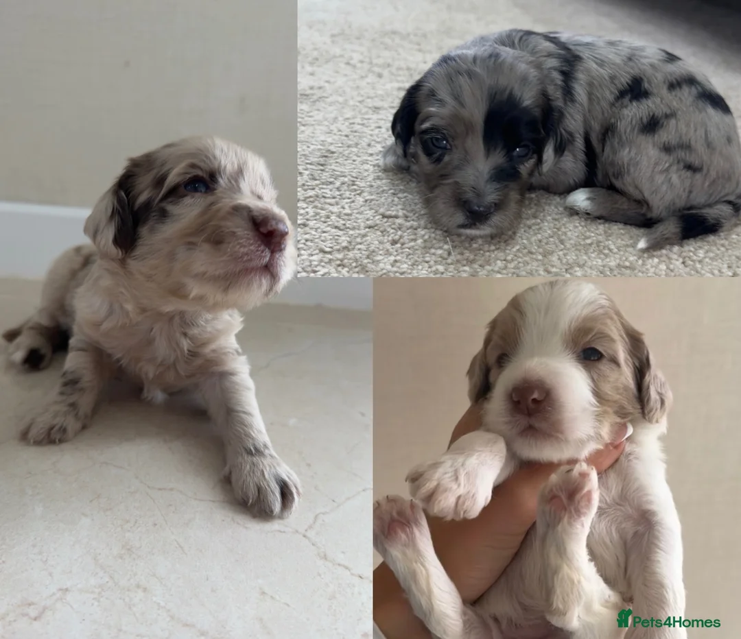 Sproodle dogs for sale: Rare Merle Sroodles  - Advert 1