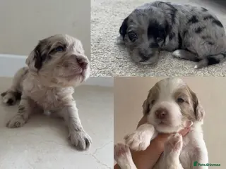 Sproodle dogs Rare Merle Sroodles - Advert 3