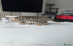 Bengal cats for sale: Gorgeous Bengal kittens for sale - Image 21