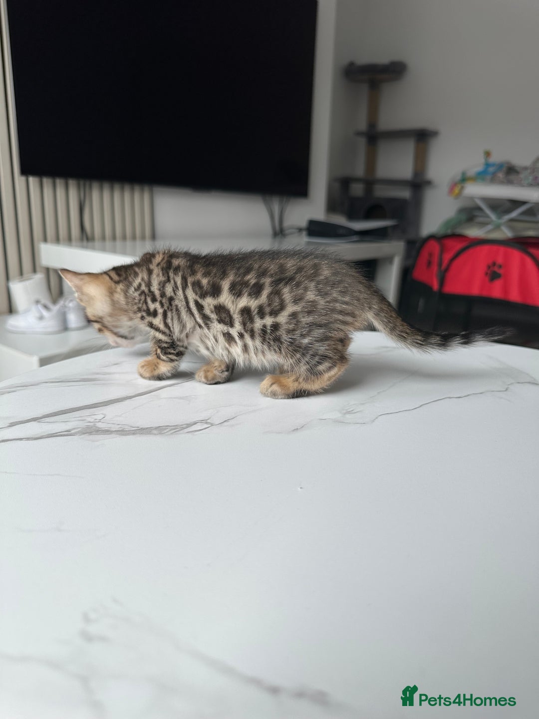 Bengal cats for sale: Gorgeous Bengal kittens for sale - Image 21