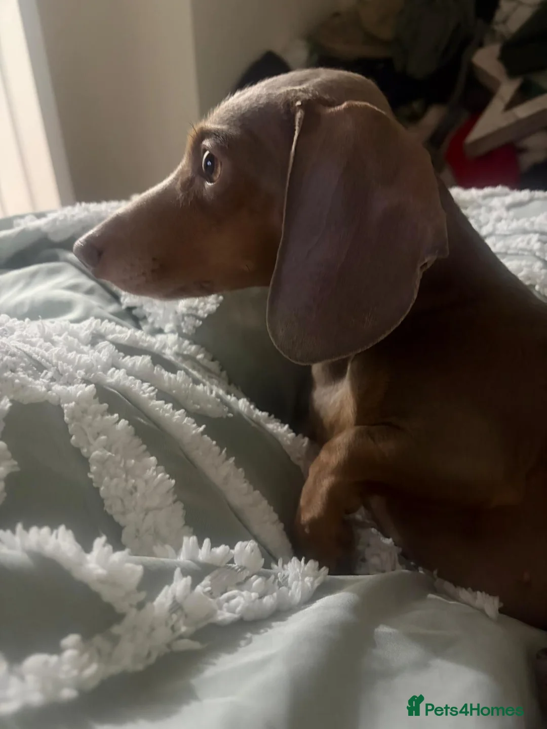 Miniature Dachshund dogs for stud: Isabella and tan for stud  - Advert 2