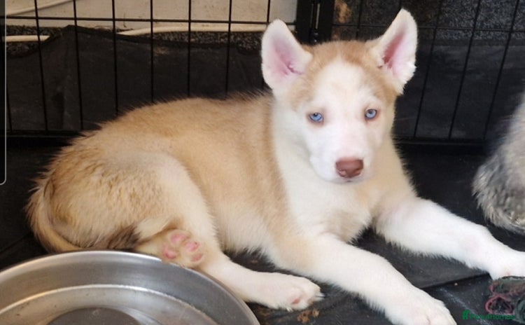 Siberian Husky dogs - Advert 3