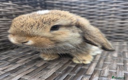 Mini Lop rabbits for sale:  The last two rabbits have been reserved Mini Lops - Image 7