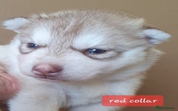 Siberian Husky dogs for sale: KC litter 5* rating by buyers REDUCED  - Image 20