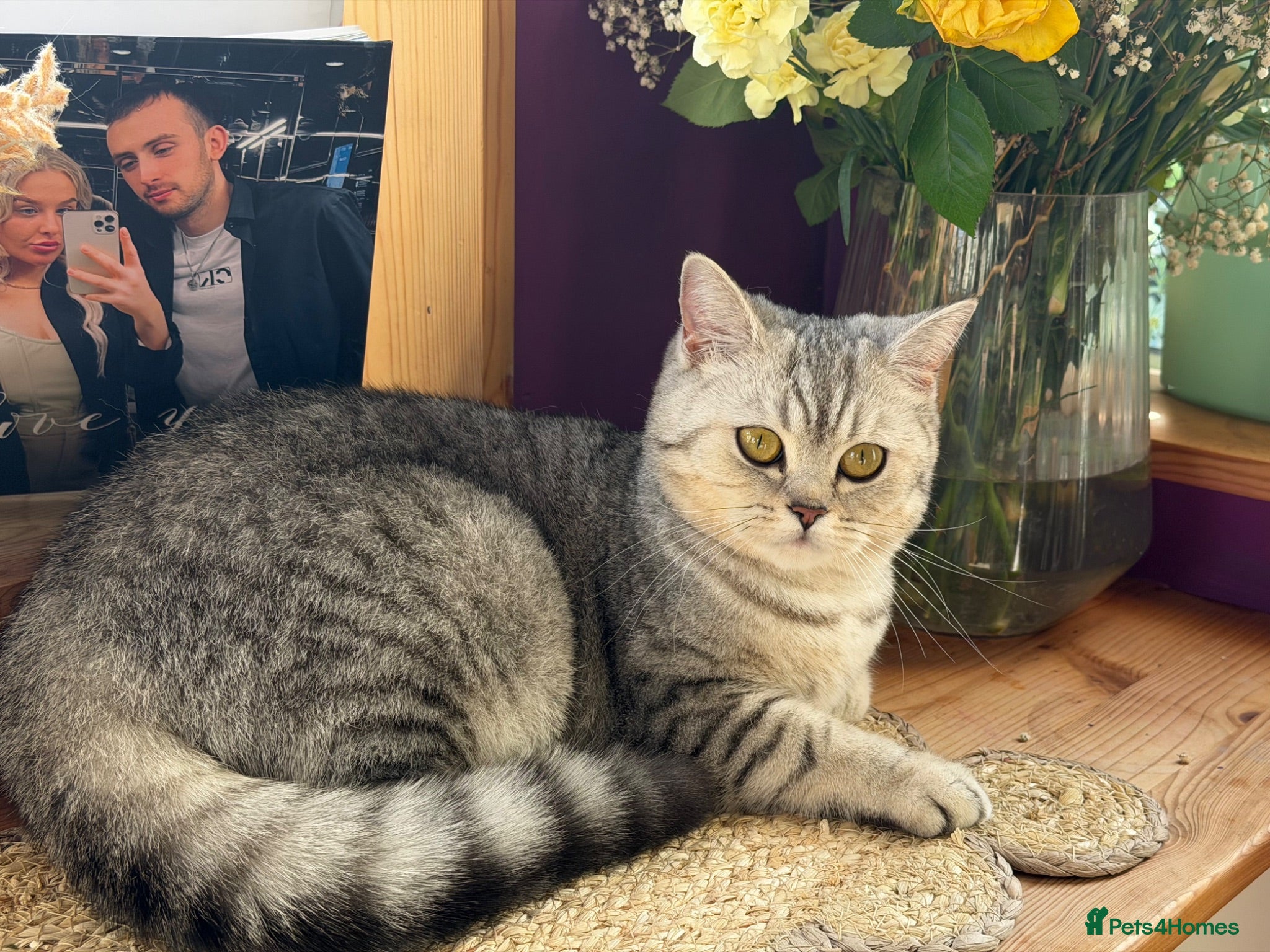 British Shorthair cats British shorthair female  - Advert 9