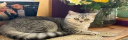British Shorthair cats for sale: British shorthair female  - Advert 1