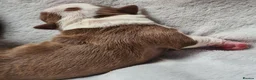 Boston Terrier dogs for sale: Beautiful Boston terrier pups  - Advert 12
