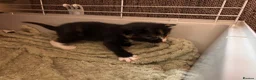 Mixed Breed cats for sale: Beautiful calico and pointed kittens in Woodbridge - Advert 6