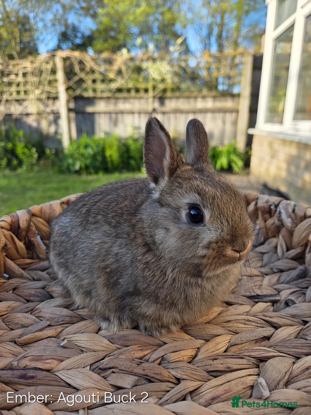 Netherland Dwarf rabbits for sale: Purebred Netherland Dwarf - Advert 5